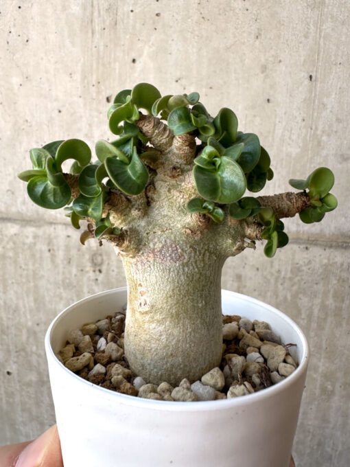 【現品限り】アデニウム・DHA 葉巻【AA9】 Adenium DHA【植物】塊根植物 夏型 コーデックス - 画像 (4)