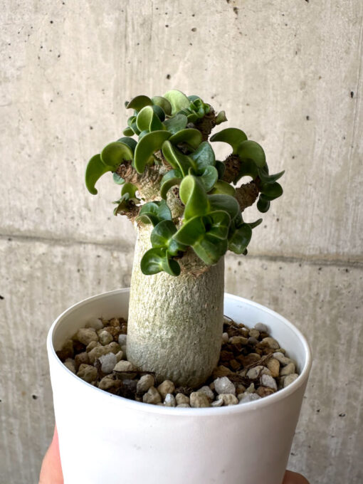 【現品限り】アデニウム・DHA 葉巻【AA9】 Adenium DHA【植物】塊根植物 夏型 コーデックス - 画像 (5)