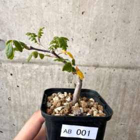 【現品限り】コミフォラ・モンストローサ【AB1】 Commiphora monstruosa【植物】塊根植物 夏型 コーデックス