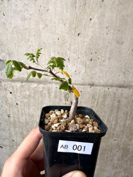 【現品限り】コミフォラ・モンストローサ【AB1】 Commiphora monstruosa【植物】塊根植物 夏型 コーデックス