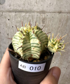【現品限り】ユーフォルビア・メロフォルミス錦【AB10】 Euphorbia meloformis f. variegata【植物】塊根植物 夏型 コーデックス