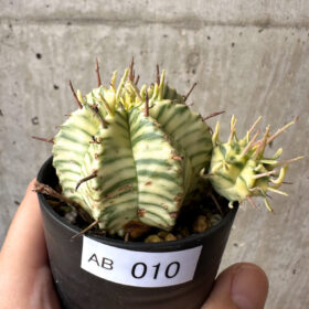 【現品限り】ユーフォルビア・メロフォルミス錦【AB10】 Euphorbia meloformis f. variegata【植物】塊根植物 夏型 コーデックス