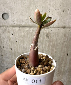 【現品限り】アデニウム・アラビカム ブラックスキン【AB11】 Adenium arabicum ‘Black skin’【植物】塊根植物 夏型 コーデックス