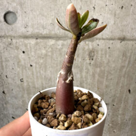 【現品限り】アデニウム・アラビカム ブラックスキン【AB11】 Adenium arabicum ‘Black skin’【植物】塊根植物 夏型 コーデックス
