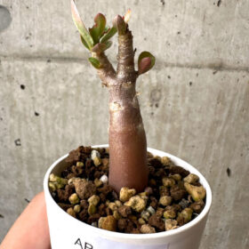 【現品限り】アデニウム・アラビカム ブラックスキン【AB12】 Adenium arabicum ‘Black skin’【植物】塊根植物 夏型 コーデックス
