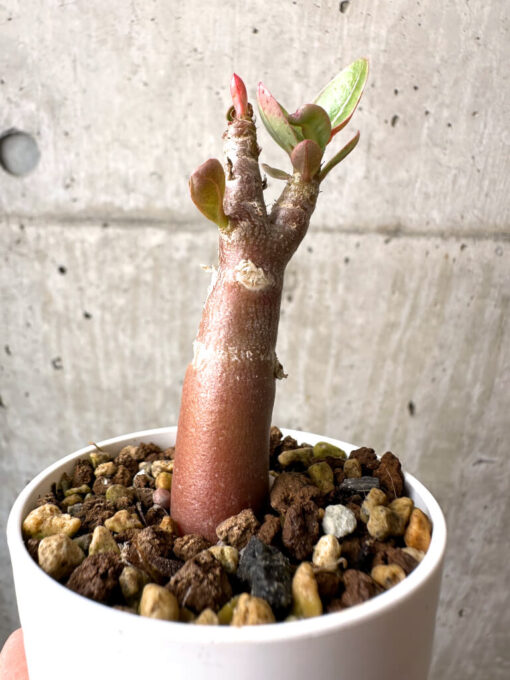 【現品限り】アデニウム・アラビカム ブラックスキン【AB12】 Adenium arabicum ‘Black skin’【植物】塊根植物 夏型 コーデックス - 画像 (3)