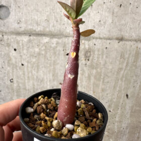【現品限り】アデニウム・アラビカム ブラックスキン【AB13】 Adenium arabicum ‘Black skin’【植物】塊根植物 夏型 コーデックス