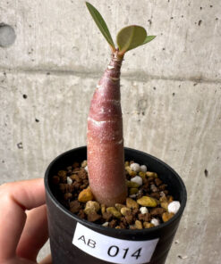 【現品限り】アデニウム・アラビカム ブラックスキン【AB14】 Adenium arabicum ‘Black skin’【植物】塊根植物 夏型 コーデックス