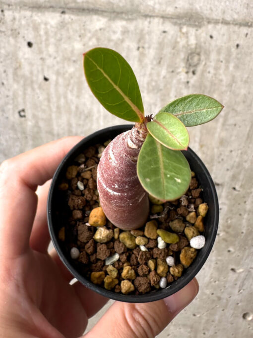 【現品限り】アデニウム・アラビカム ブラックスキン【AB14】 Adenium arabicum ‘Black skin’【植物】塊根植物 夏型 コーデックス - 画像 (2)