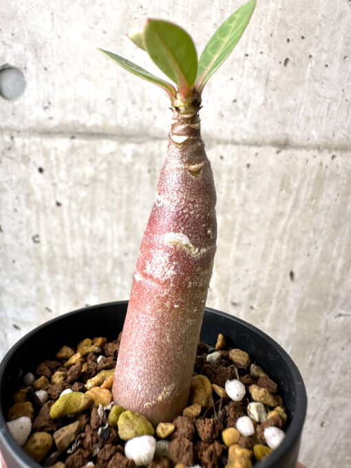【現品限り】アデニウム・アラビカム ブラックスキン【AB14】 Adenium arabicum ‘Black skin’【植物】塊根植物 夏型 コーデックス - 画像 (3)