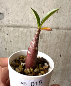 【現品限り】アデニウム・アラビカム ブラックスキン【AB15】 Adenium arabicum ‘Black skin’【植物】塊根植物 夏型 コーデックス
