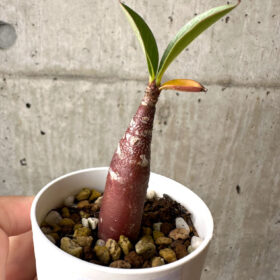 【現品限り】アデニウム・アラビカム ブラックスキン【AB15】 Adenium arabicum ‘Black skin’【植物】塊根植物 夏型 コーデックス