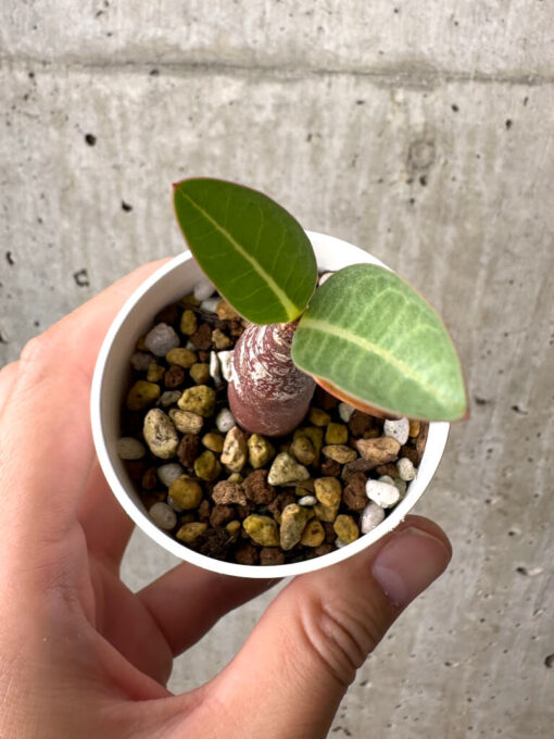 【現品限り】アデニウム・アラビカム ブラックスキン【AB15】 Adenium arabicum ‘Black skin’【植物】塊根植物 夏型 コーデックス - 画像 (2)