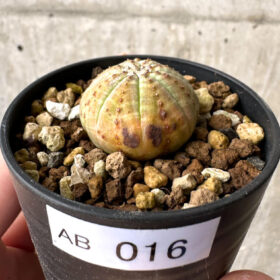 【現品限り】ユーフォルビア・オベサ【AB16】 Euphorbia obesa【植物】塊根植物 夏型 コーデックス