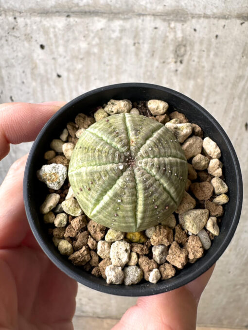 【現品限り】ユーフォルビア・オベサ【AB17】 Euphorbia obesa【植物】塊根植物 夏型 コーデックス - 画像 (2)