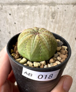 【現品限り】ユーフォルビア・オベサ【AB18】 Euphorbia obesa【植物】塊根植物 夏型 コーデックス