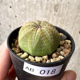 【現品限り】ユーフォルビア・オベサ【AB18】 Euphorbia obesa【植物】塊根植物 夏型 コーデックス