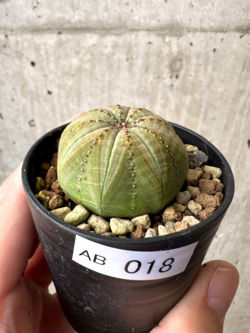 【現品限り】ユーフォルビア・オベサ【AB18】 Euphorbia obesa【植物】塊根植物 夏型 コーデックス