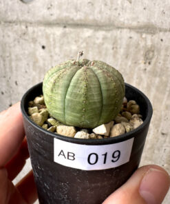 【現品限り】ユーフォルビア・オベサ【AB19】 Euphorbia obesa【植物】塊根植物 夏型 コーデックス