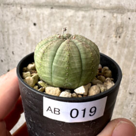 【現品限り】ユーフォルビア・オベサ【AB19】 Euphorbia obesa【植物】塊根植物 夏型 コーデックス