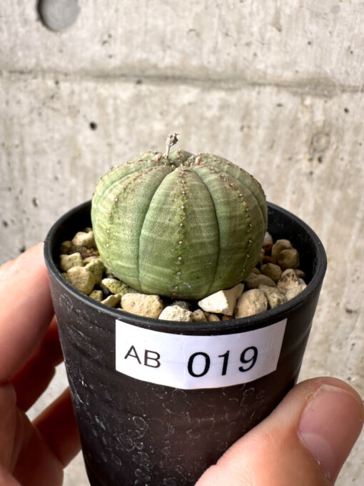 【現品限り】ユーフォルビア・オベサ【AB19】 Euphorbia obesa【植物】塊根植物 夏型 コーデックス