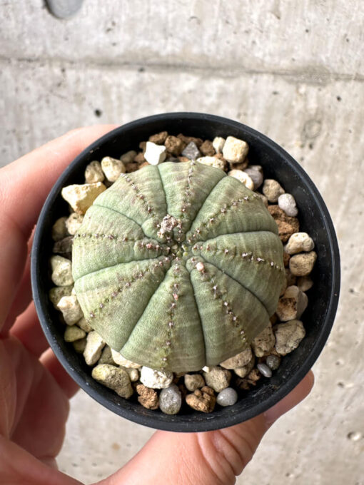 【現品限り】ユーフォルビア・オベサ【AB19】 Euphorbia obesa【植物】塊根植物 夏型 コーデックス - 画像 (2)