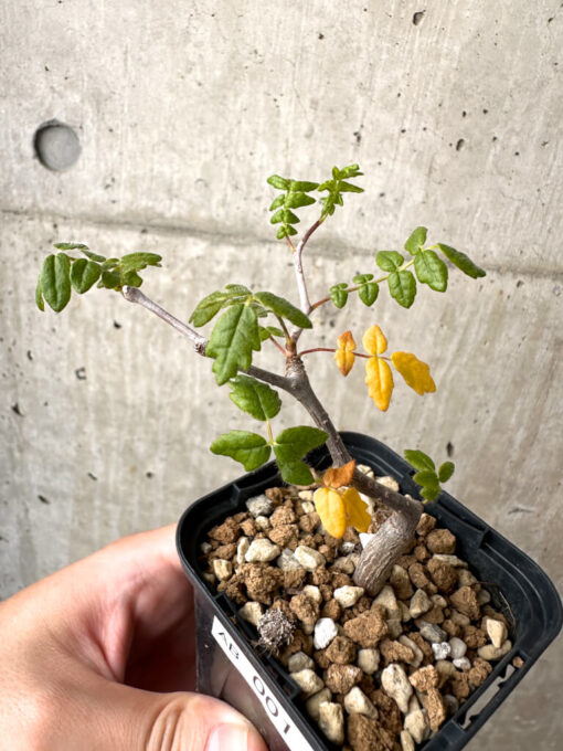 【現品限り】コミフォラ・モンストローサ【AB1】 Commiphora monstruosa【植物】塊根植物 夏型 コーデックス - 画像 (2)