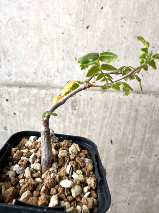 【現品限り】コミフォラ・モンストローサ【AB1】 Commiphora monstruosa【植物】塊根植物 夏型 コーデックス - 画像 (3)