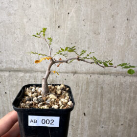 【現品限り】コミフォラ・モンストローサ【AB2】 Commiphora monstruosa【植物】塊根植物 夏型 コーデックス