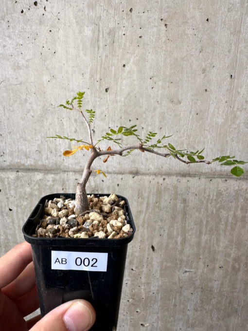 【現品限り】コミフォラ・モンストローサ【AB2】 Commiphora monstruosa【植物】塊根植物 夏型 コーデックス