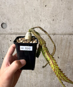 【現品限り】ユーフォルビア・ステラータ 飛竜【AB20】 Euphorbia stellata【植物】塊根植物 夏型 コーデックス