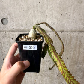 【現品限り】ユーフォルビア・ステラータ 飛竜【AB20】 Euphorbia stellata【植物】塊根植物 夏型 コーデックス