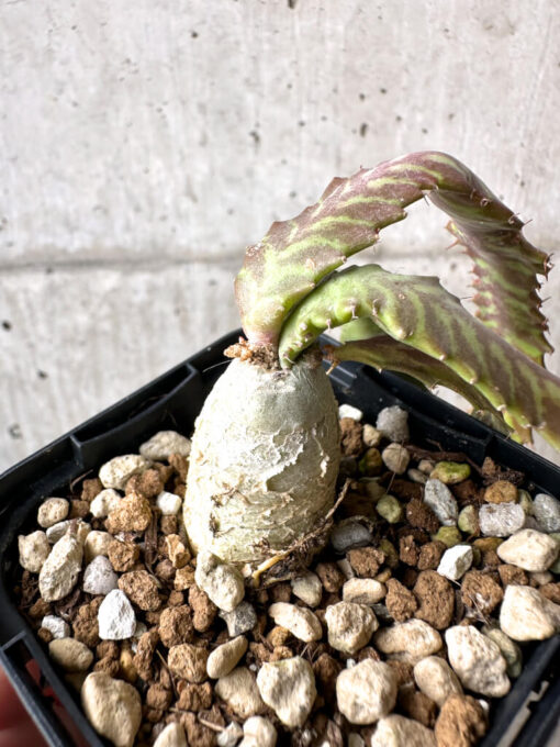 【現品限り】ユーフォルビア・ステラータ 飛竜【AB20】 Euphorbia stellata【植物】塊根植物 夏型 コーデックス - 画像 (2)