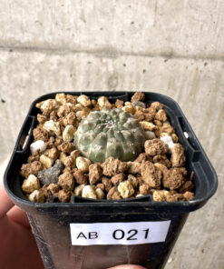 【現品限り】ユーフォルビア・ギムノカリキオイデス【AB21】 Euphorbia gymnocalycioides【植物】塊根植物 夏型 コーデックス