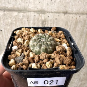 【現品限り】ユーフォルビア・ギムノカリキオイデス【AB21】 Euphorbia gymnocalycioides【植物】塊根植物 夏型 コーデックス