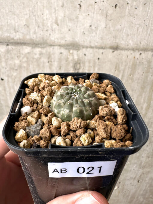 【現品限り】ユーフォルビア・ギムノカリキオイデス【AB21】 Euphorbia gymnocalycioides【植物】塊根植物 夏型 コーデックス