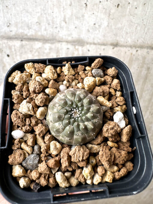 【現品限り】ユーフォルビア・ギムノカリキオイデス【AB21】 Euphorbia gymnocalycioides【植物】塊根植物 夏型 コーデックス - 画像 (2)