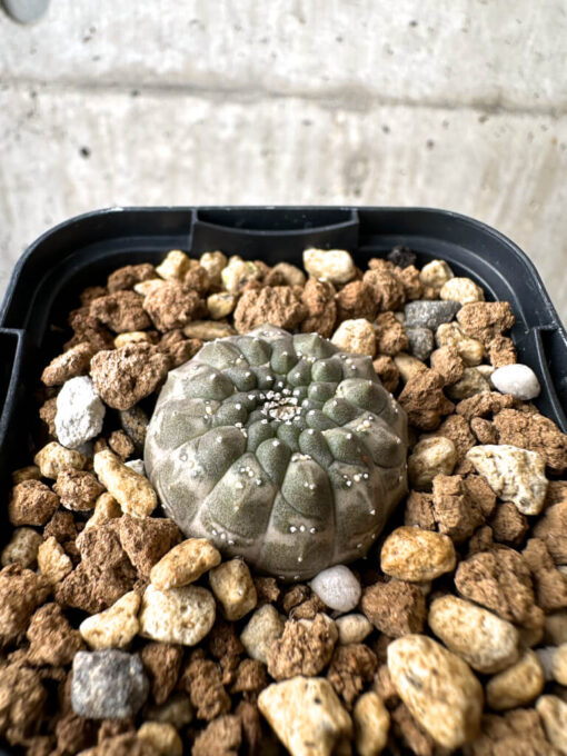 【現品限り】ユーフォルビア・ギムノカリキオイデス【AB21】 Euphorbia gymnocalycioides【植物】塊根植物 夏型 コーデックス - 画像 (3)
