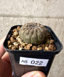 【現品限り】ユーフォルビア・ギムノカリキオイデス【AB22】 Euphorbia gymnocalycioides【植物】塊根植物 夏型 コーデックス