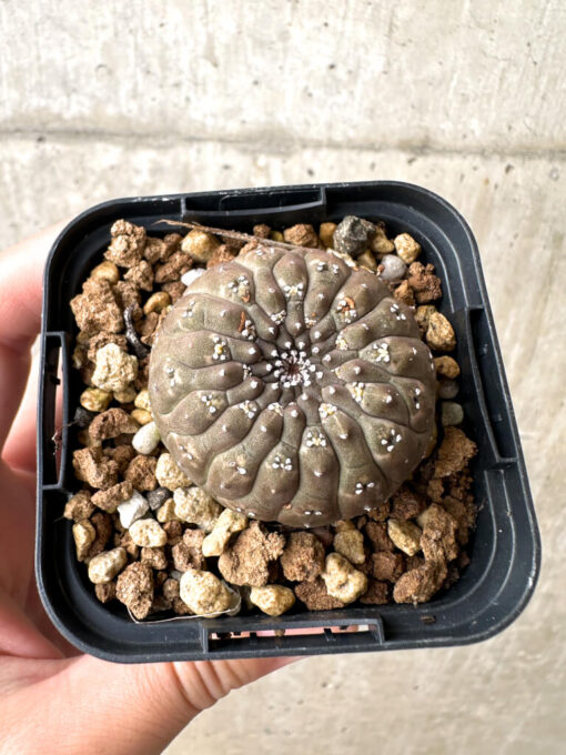 【現品限り】ユーフォルビア・ギムノカリキオイデス【AB22】 Euphorbia gymnocalycioides【植物】塊根植物 夏型 コーデックス - 画像 (2)