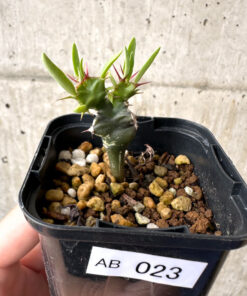 【現品限り】ユーフォルビア・ムランジーナ 実生【AB23】 Euphorbia mlanjeana【植物】塊根植物 夏型 コーデックス