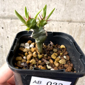 【現品限り】ユーフォルビア・ムランジーナ 実生【AB23】 Euphorbia mlanjeana【植物】塊根植物 夏型 コーデックス