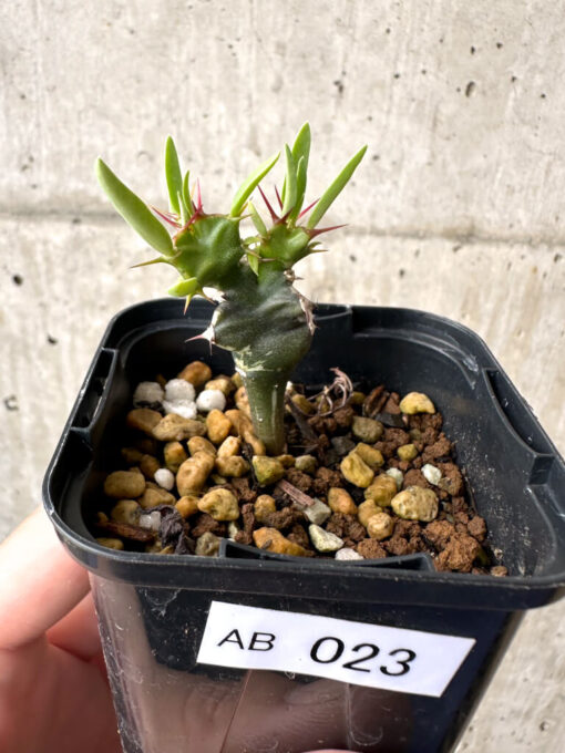 【現品限り】ユーフォルビア・ムランジーナ 実生【AB23】 Euphorbia mlanjeana【植物】塊根植物 夏型 コーデックス