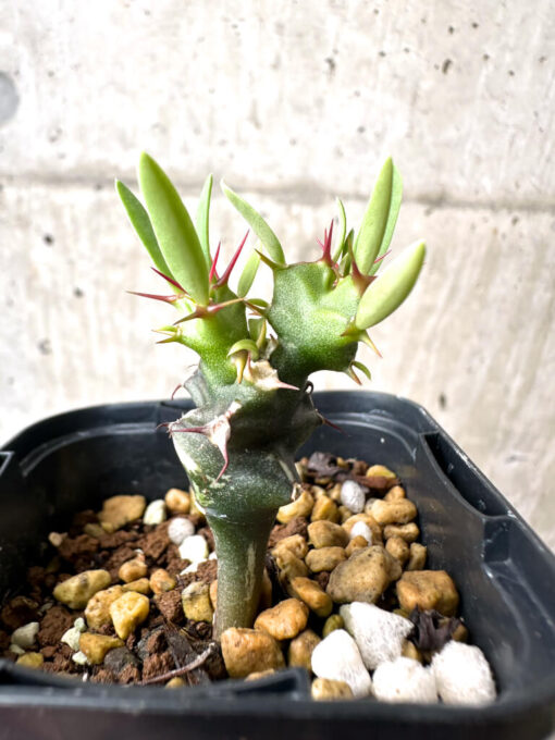 【現品限り】ユーフォルビア・ムランジーナ 実生【AB23】 Euphorbia mlanjeana【植物】塊根植物 夏型 コーデックス - 画像 (3)