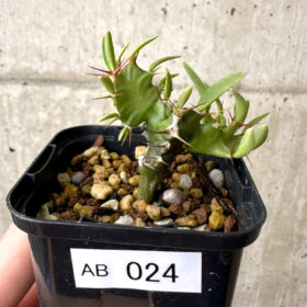 【現品限り】ユーフォルビア・ムランジーナ 実生【AB24】 Euphorbia mlanjeana【植物】塊根植物 夏型 コーデックス