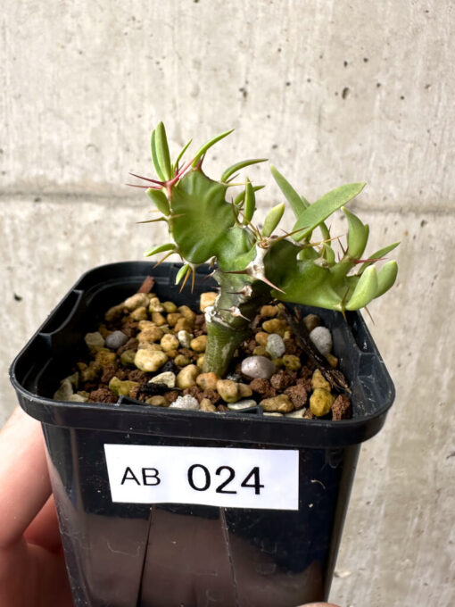 【現品限り】ユーフォルビア・ムランジーナ 実生【AB24】 Euphorbia mlanjeana【植物】塊根植物 夏型 コーデックス