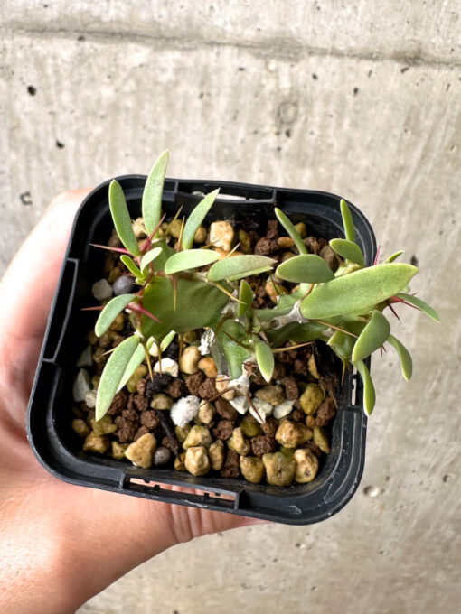 【現品限り】ユーフォルビア・ムランジーナ 実生【AB24】 Euphorbia mlanjeana【植物】塊根植物 夏型 コーデックス - 画像 (2)