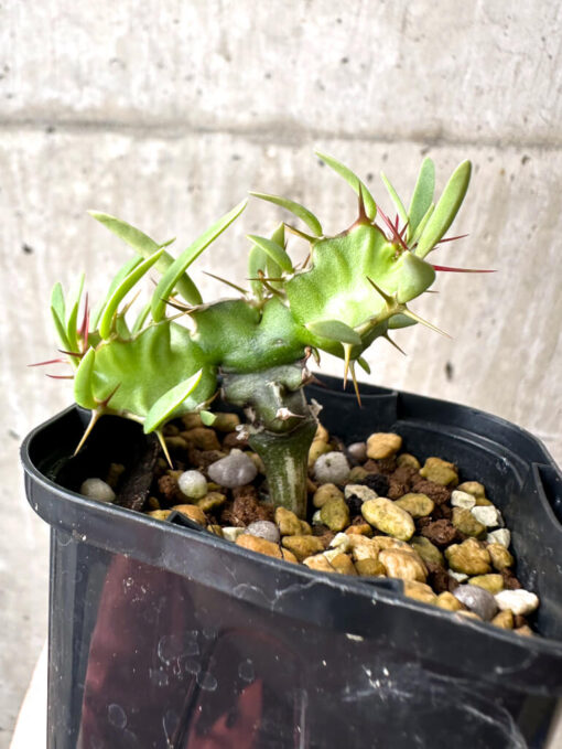 【現品限り】ユーフォルビア・ムランジーナ 実生【AB24】 Euphorbia mlanjeana【植物】塊根植物 夏型 コーデックス - 画像 (3)