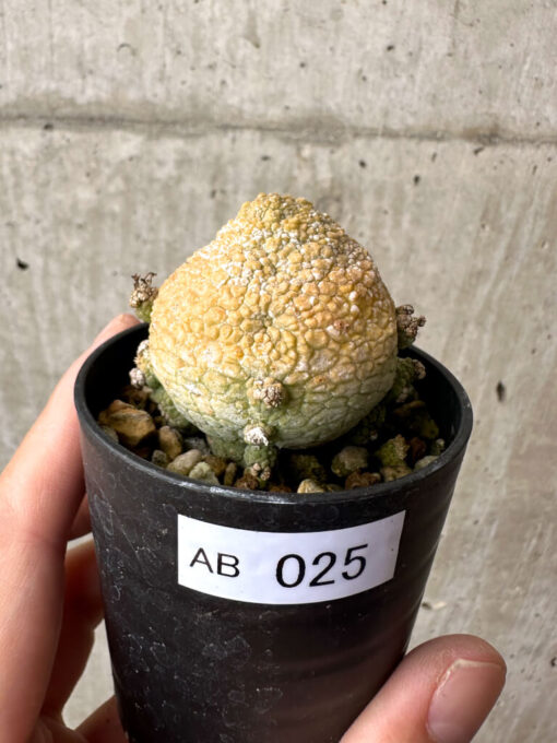 【現品限り】プセウドリトス・ミギウルティヌス【AB25】 Pseudolithos migiurtinus【植物】塊根植物 夏型 コーデックス