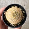 【現品限り】プセウドリトス・ミギウルティヌス【AB25】 Pseudolithos migiurtinus【植物】塊根植物 夏型 コーデックス